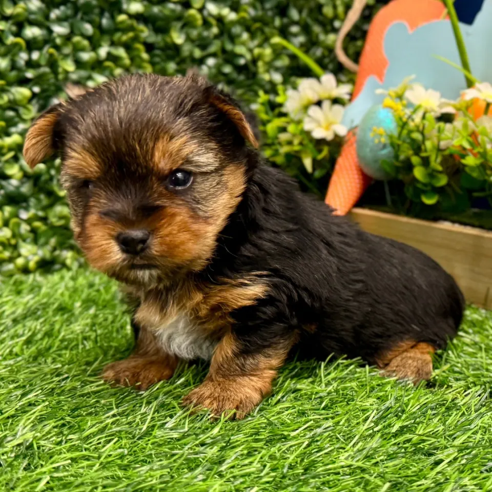 Remy — Yorkshire Terrier puppy for sale (photo 3)