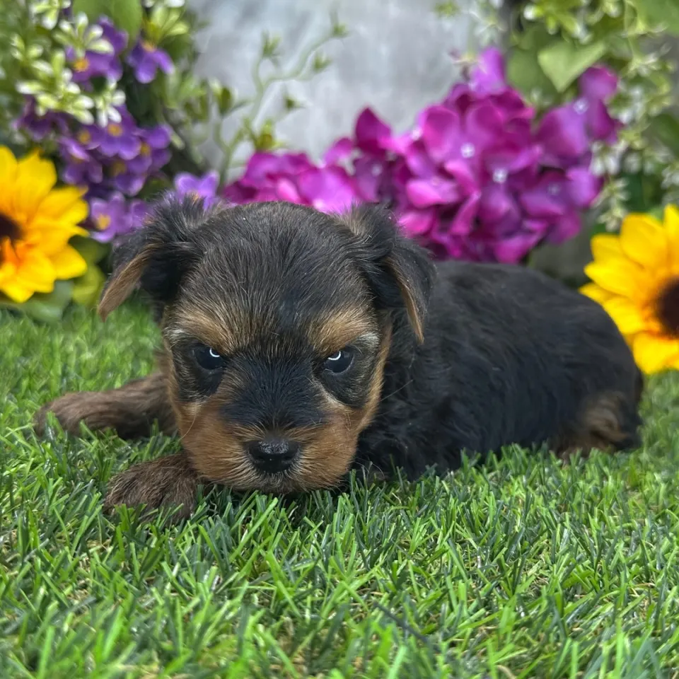 Vance — Yorkshire Terrier puppy for sale
