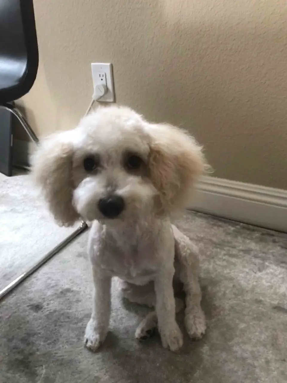 Mac — Cavapoo puppy for sale