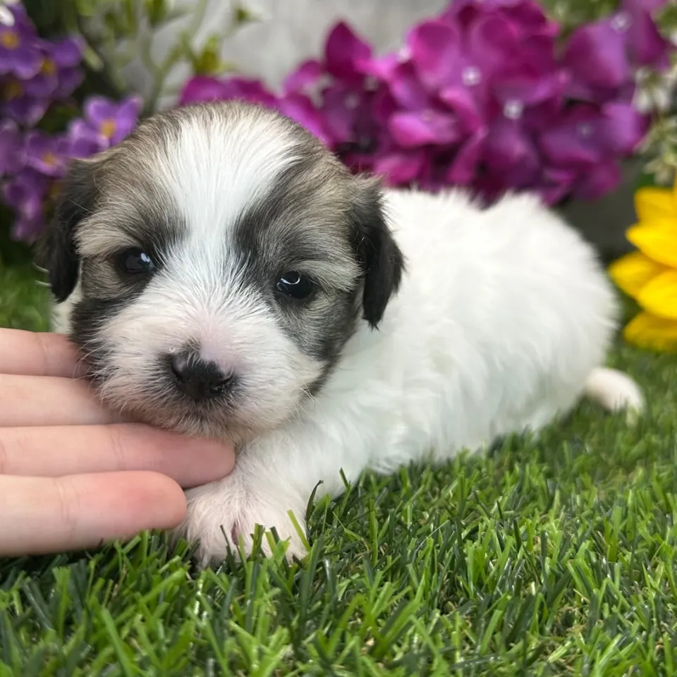 Bronx — Coton de Tulear puppy for sale (photo 2)