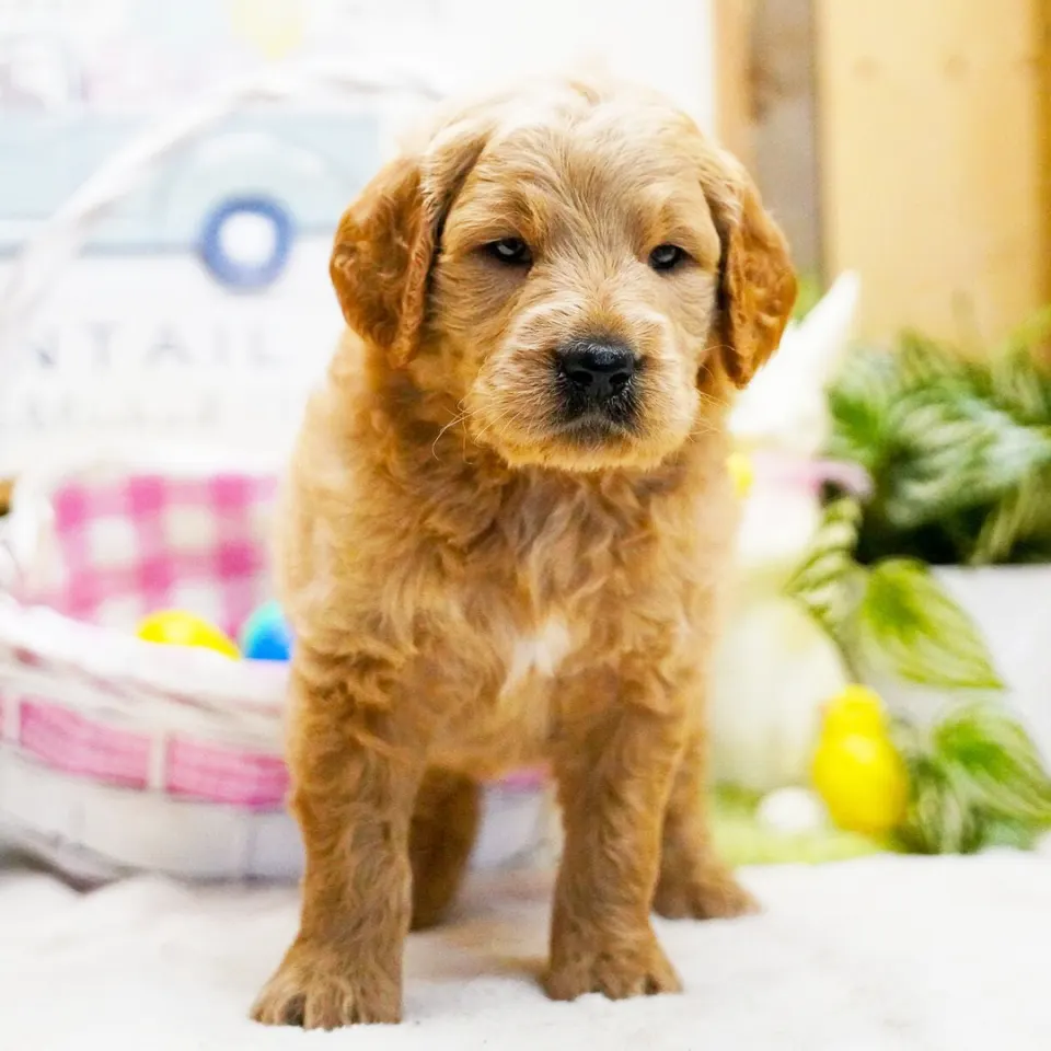 Tuck — Goldendoodle puppy for sale in England