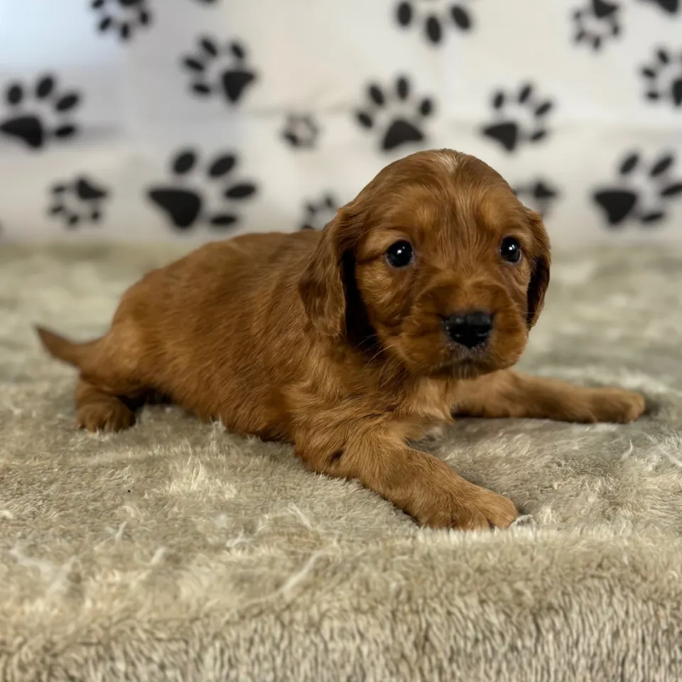 Bear — Golden Cavalier puppy for sale (photo 2)