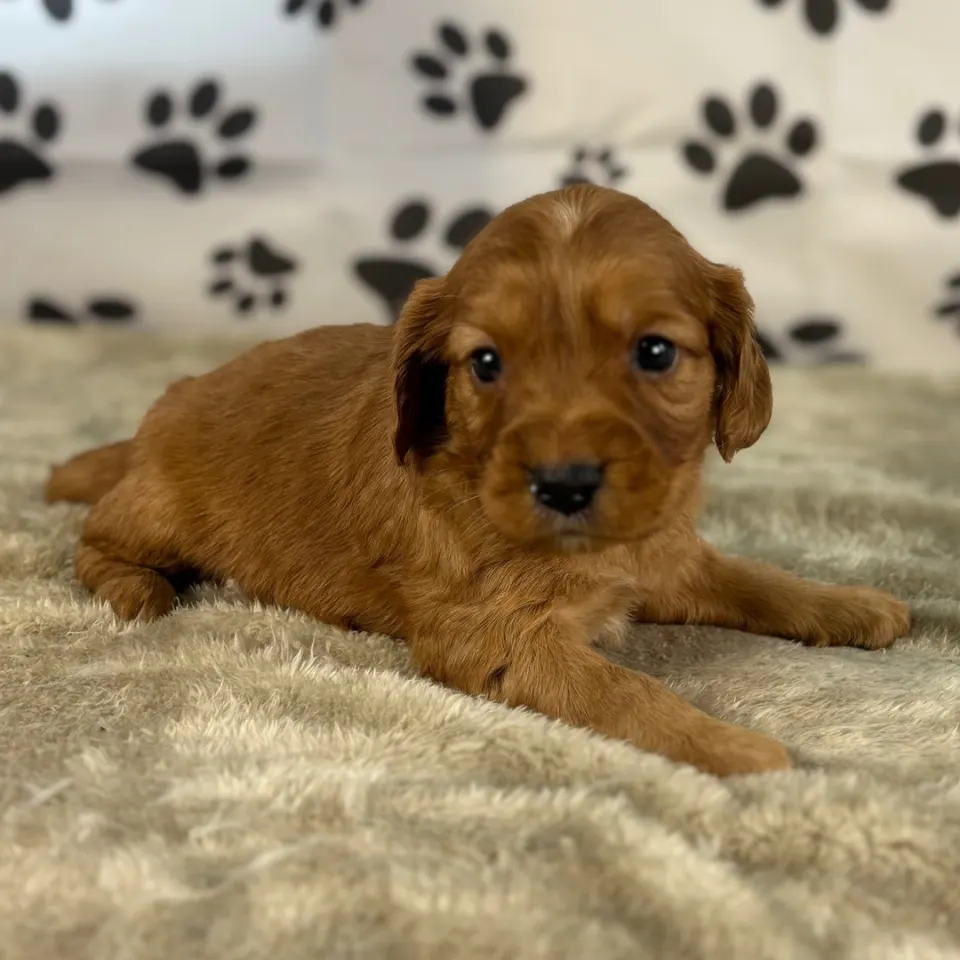 Bear — Golden Cavalier puppy for sale (photo 3)