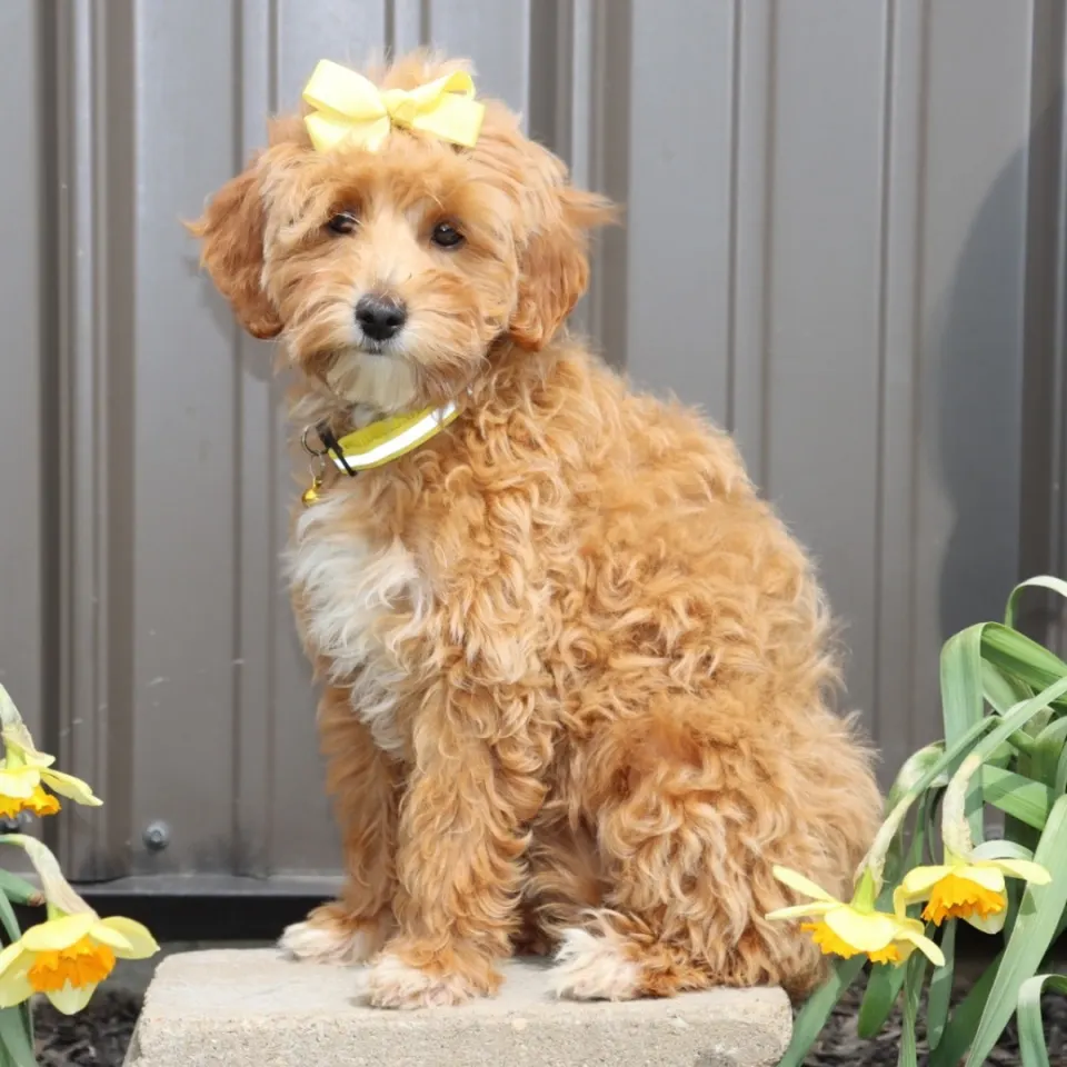 Keeta — Goldendoodle puppy for sale (photo 3)