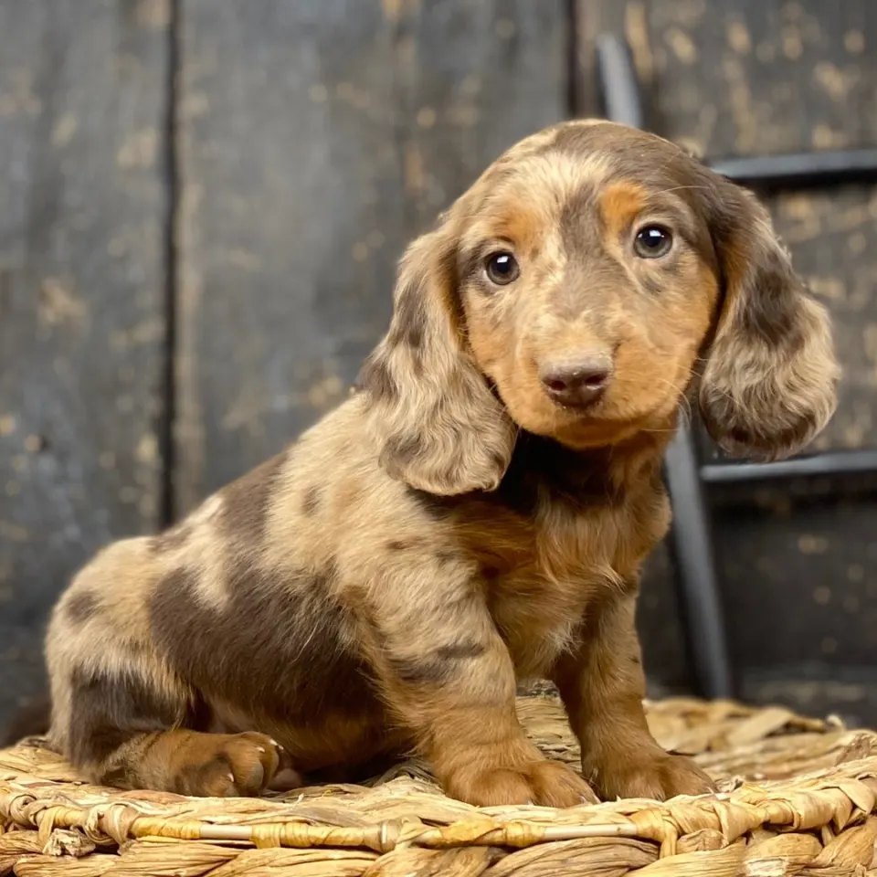 Buckwheat — Dachshund puppy for sale (photo 3)