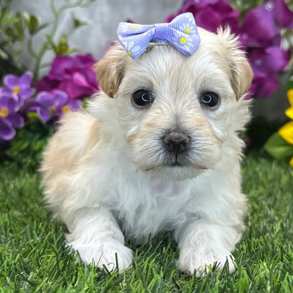 Whimsy — Maltipoo puppy for sale