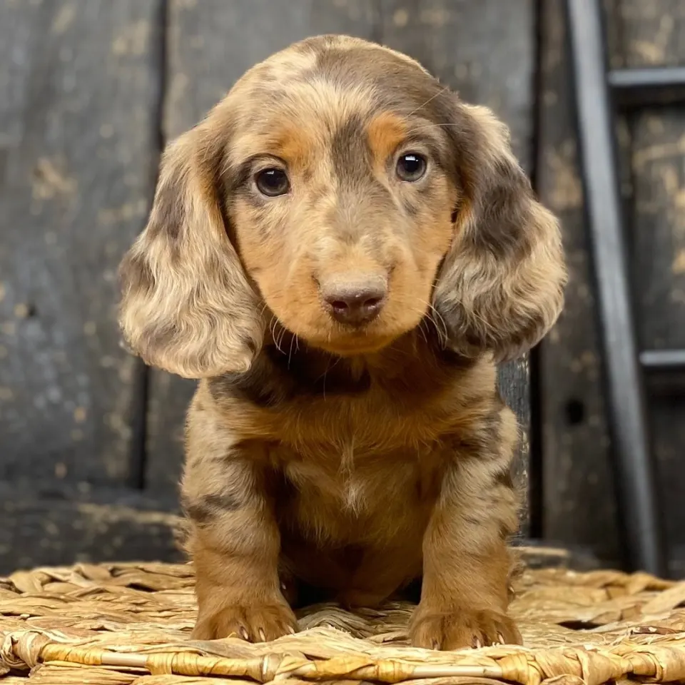Buckwheat — Dachshund puppy for sale in England