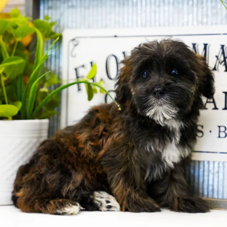 Pearl — Maltipoo puppy for sale (photo 4)