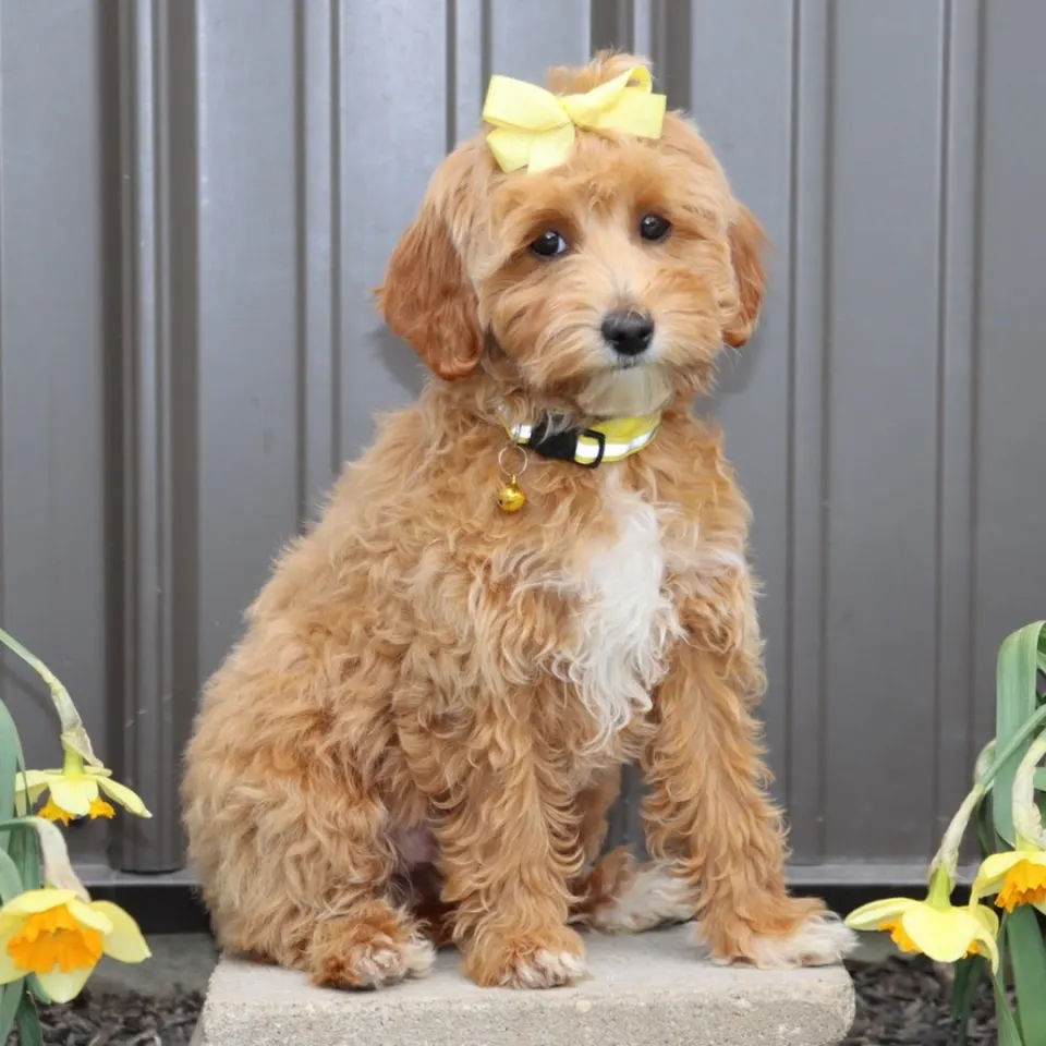 Keeta — Goldendoodle puppy for sale (photo 4)