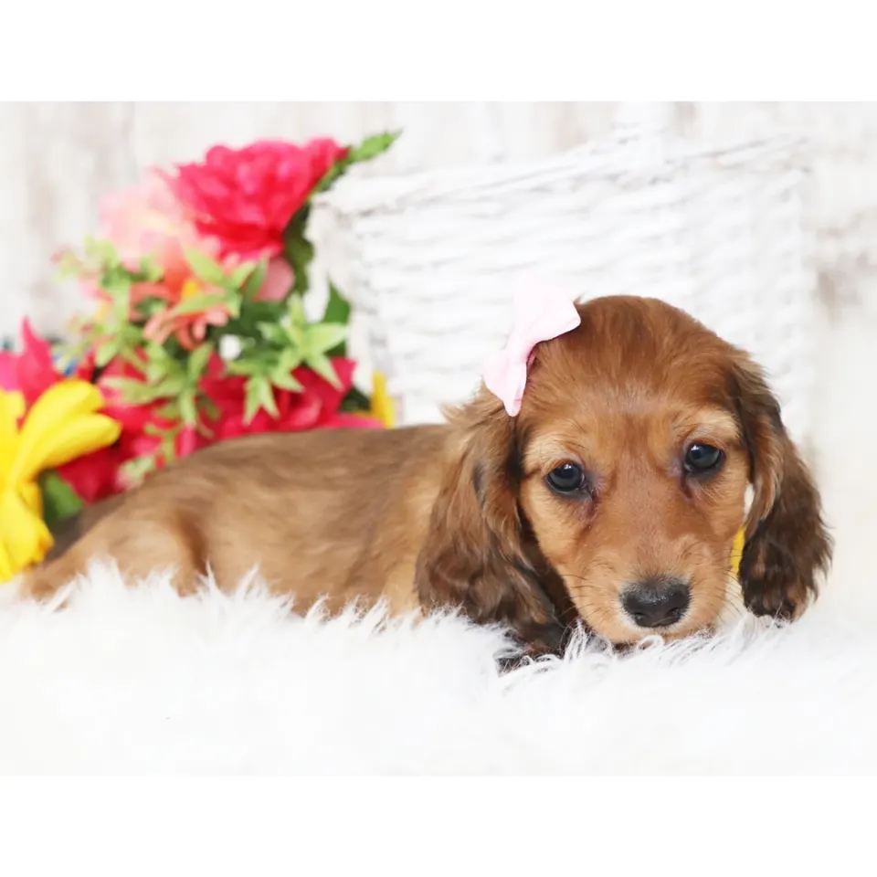 Nova — Dachshund puppy for sale (photo 3)