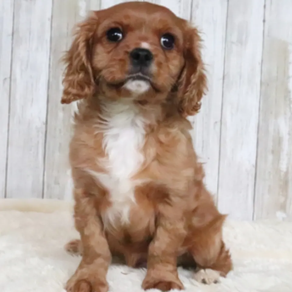 Jack — Cavalier King Charles Spaniel puppy for sale