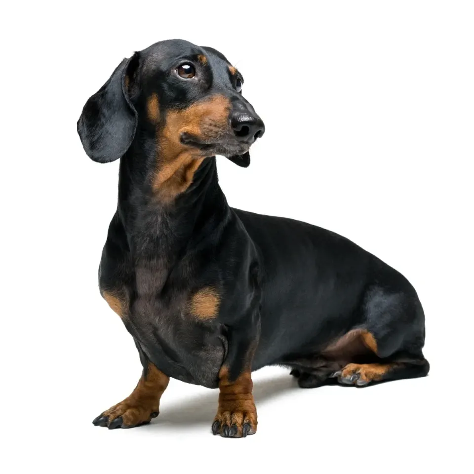 Dachshund puppies for sale