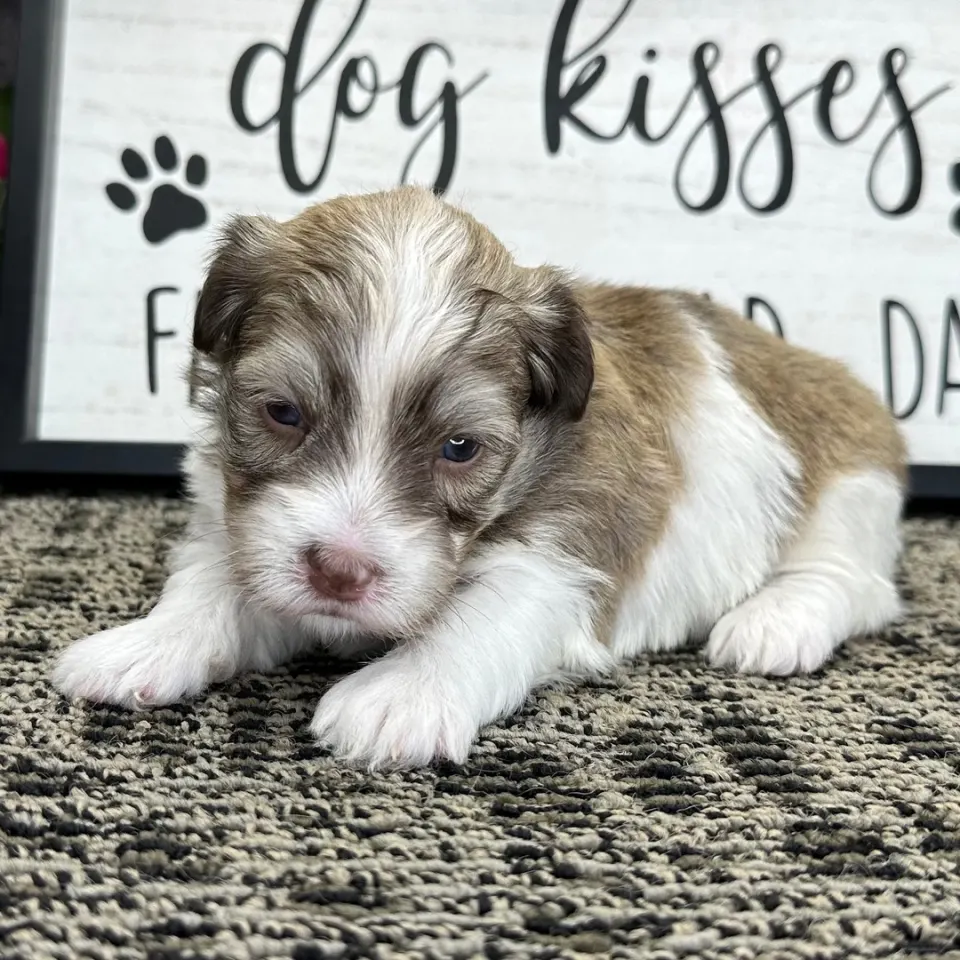 Kidd — Havanese puppy for sale in Scotland