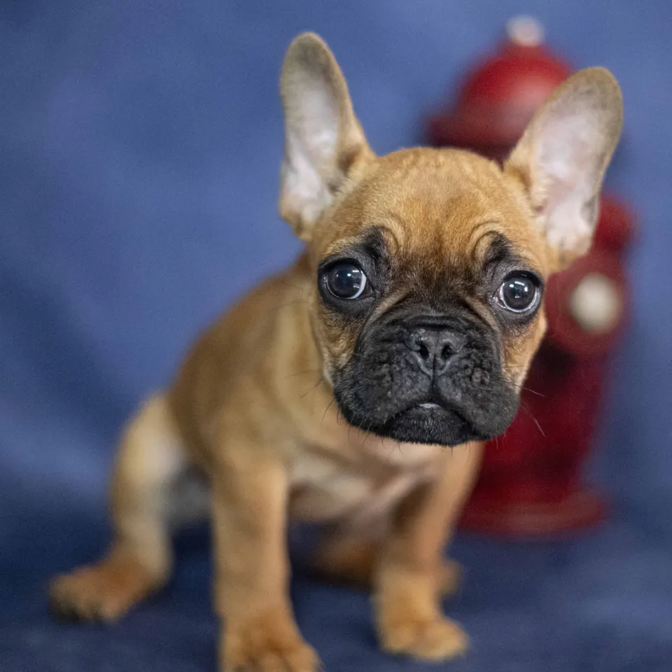 Ronny — French Bulldog puppy for sale (photo 3)