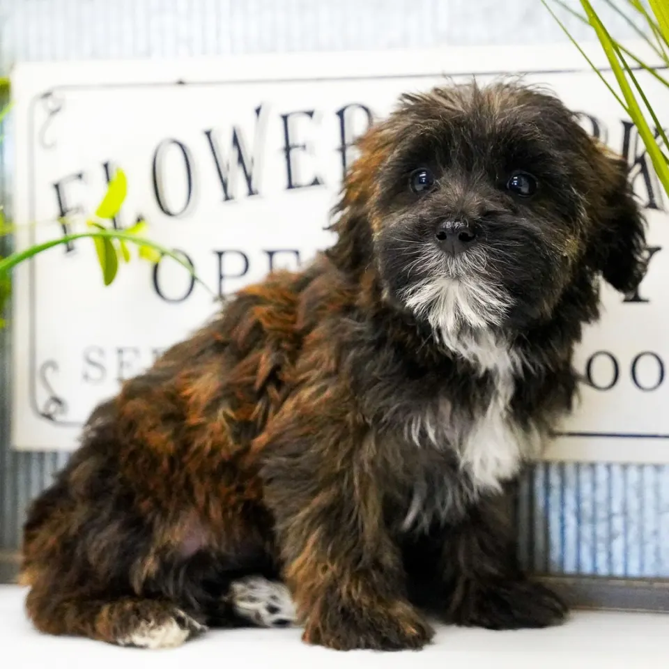 Pearl — Maltipoo puppy for sale (photo 2)