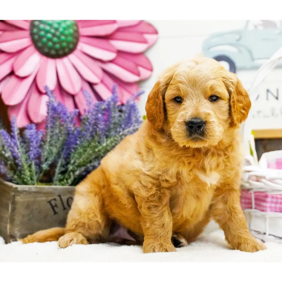 Tuck — Goldendoodle puppy for sale (photo 3)