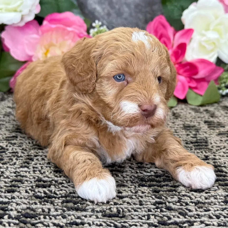Jolene — Havapoo puppy for sale (photo 2)