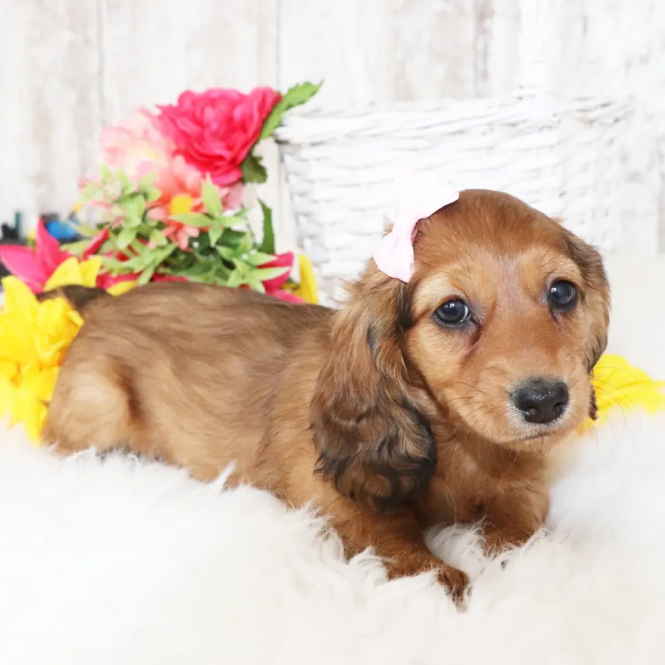 Nova — Dachshund puppy for sale (photo 2)