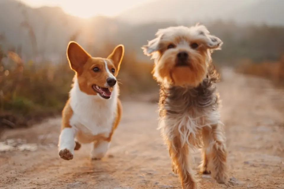 Dog Health-Test Results: What Puppy Buyers Should Ask to See