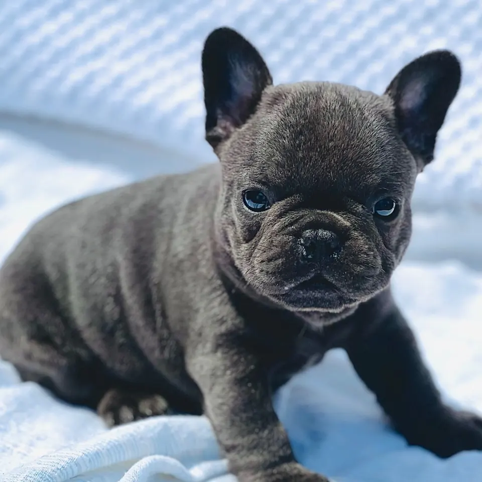 Asher — French Bulldog puppy for sale in England