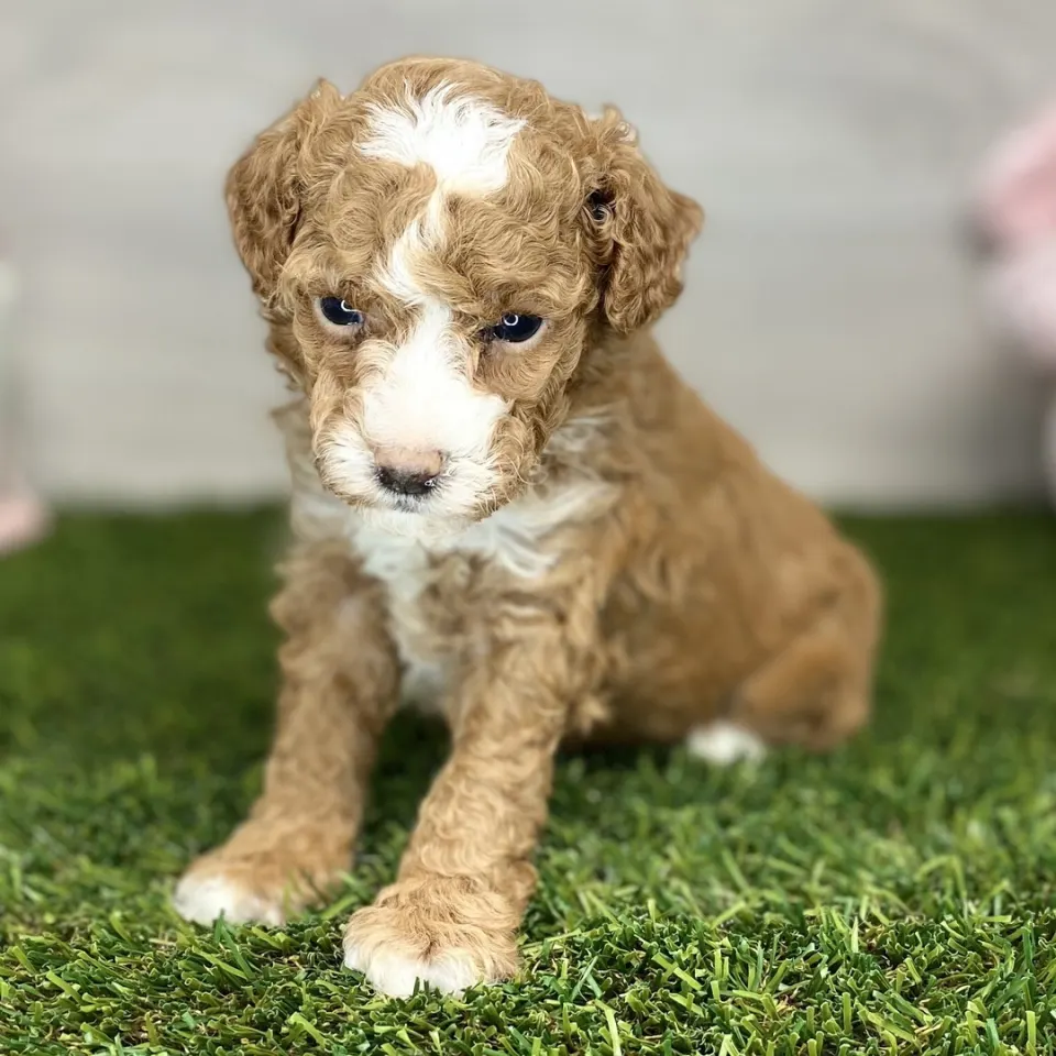 Paul — Poodle puppy for sale (photo 3)