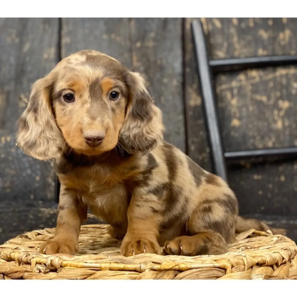 Buckwheat — Dachshund puppy for sale