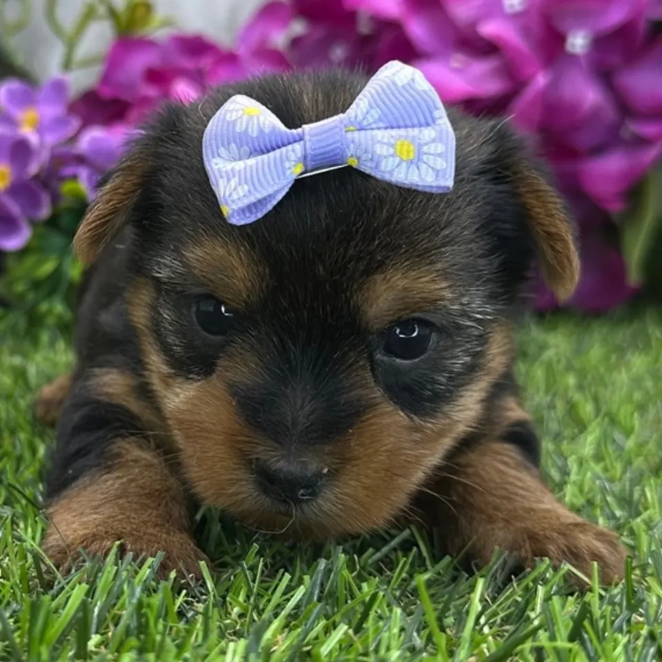Angelica — Yorkshire Terrier puppy for sale