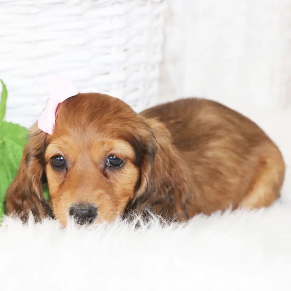 Nova — Dachshund puppy for sale (photo 4)