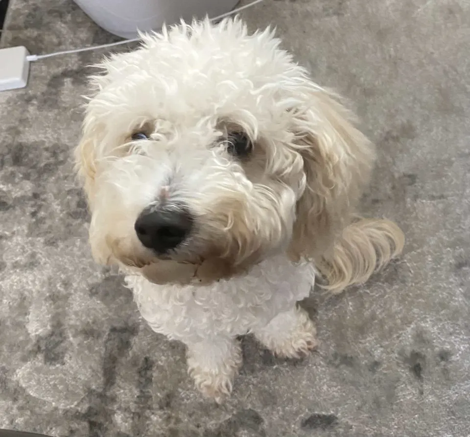 Mac — Cavapoo puppy for sale (photo 3)