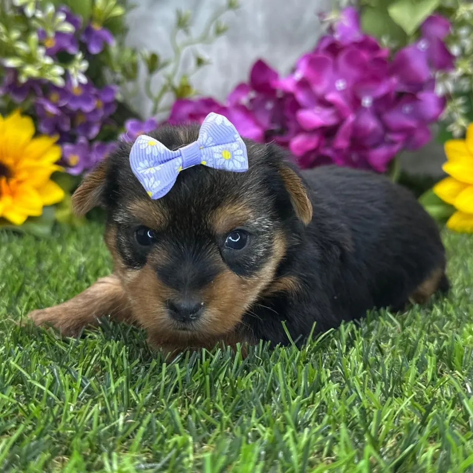 Angelica — Yorkshire Terrier puppy for sale (photo 3)