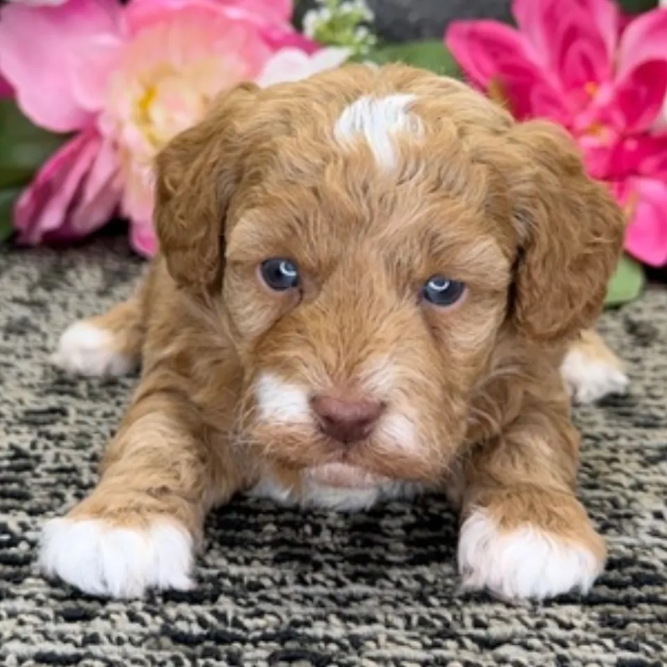 Jolene — Havapoo puppy for sale