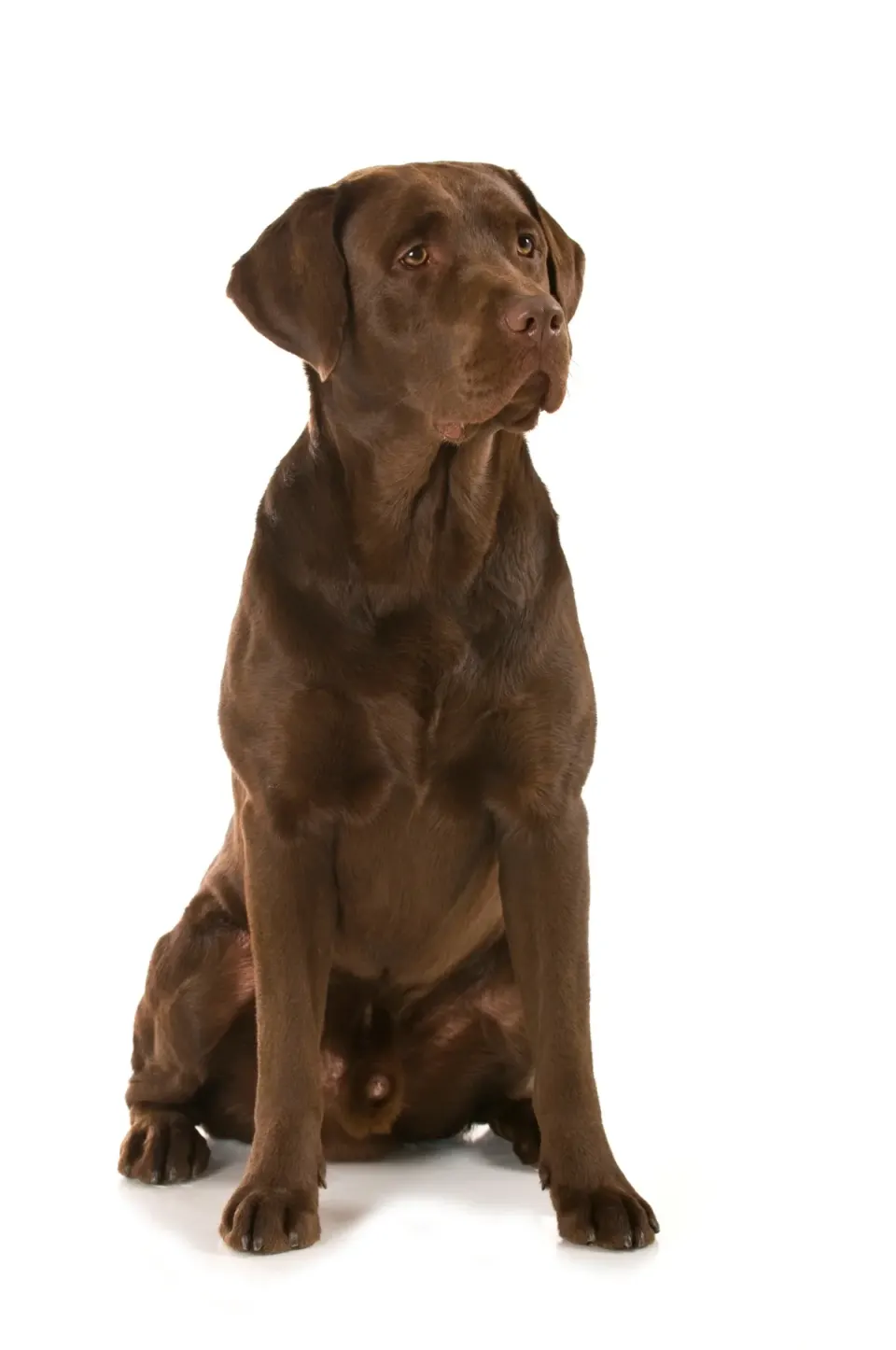 Labrador Retriever puppies for sale