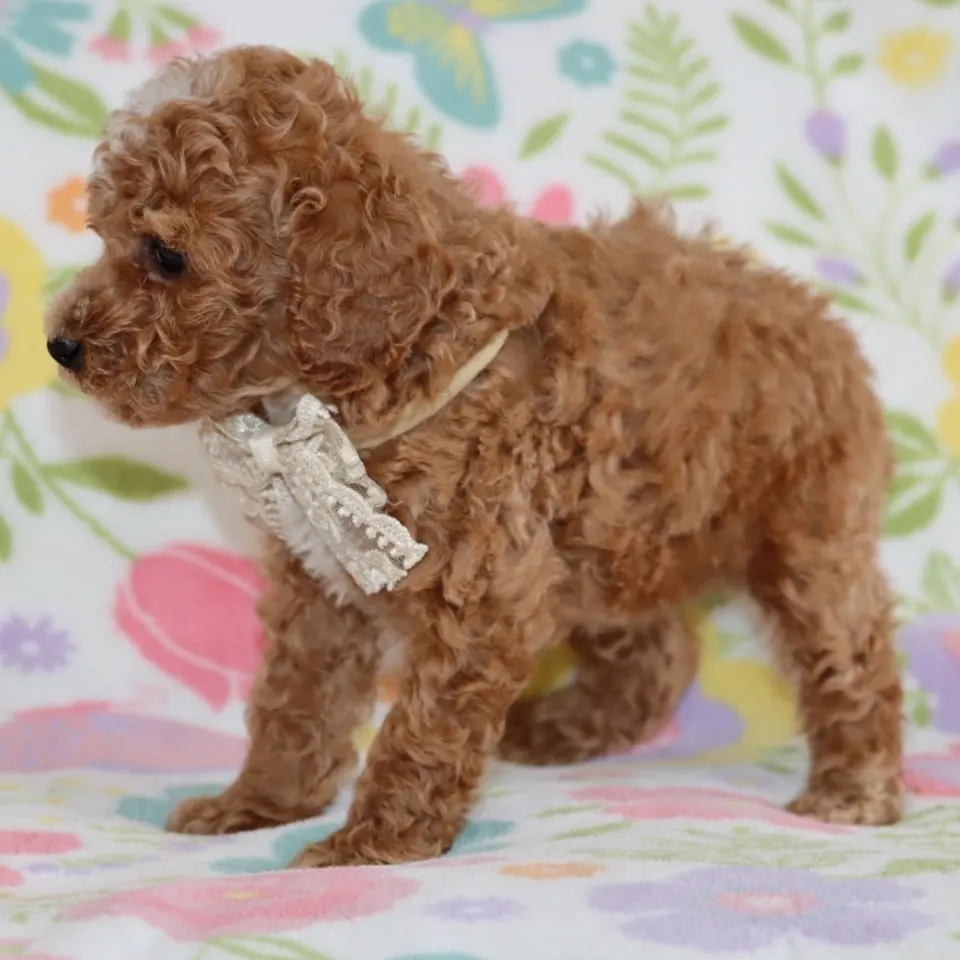 Dandy — Poodle puppy for sale (photo 4)