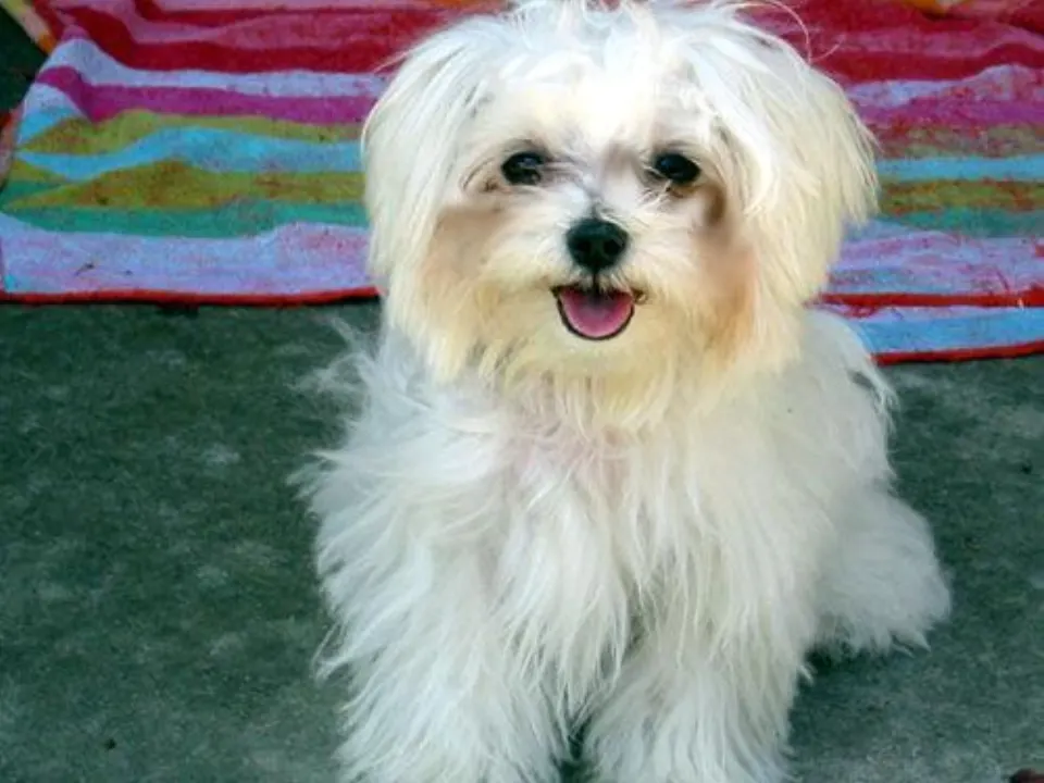 Coop — Maltipoo puppy for sale (photo 2)