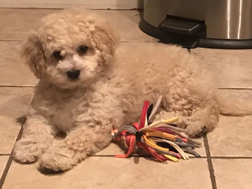 Mac — Cavapoo puppy for sale (photo 4)