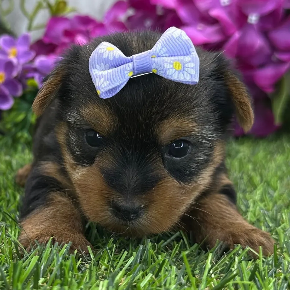 Angelica — Yorkshire Terrier puppy for sale in England