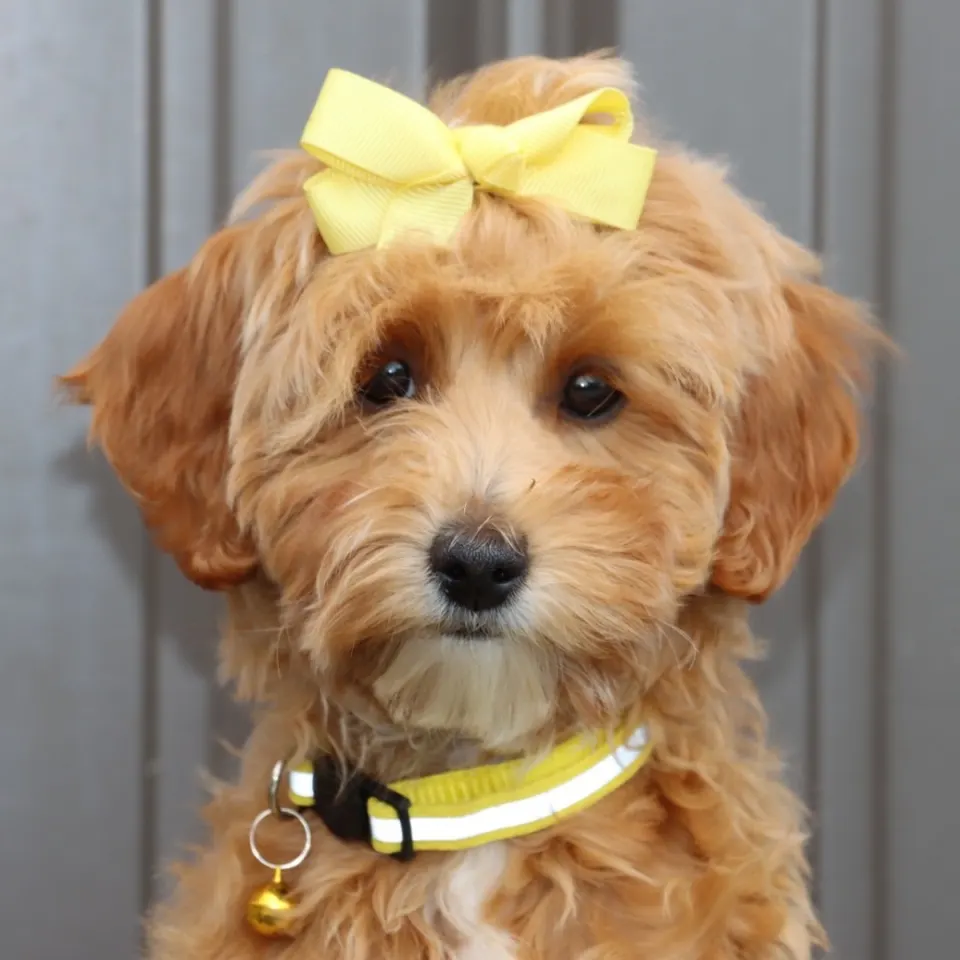 Keeta — Goldendoodle puppy for sale (photo 2)