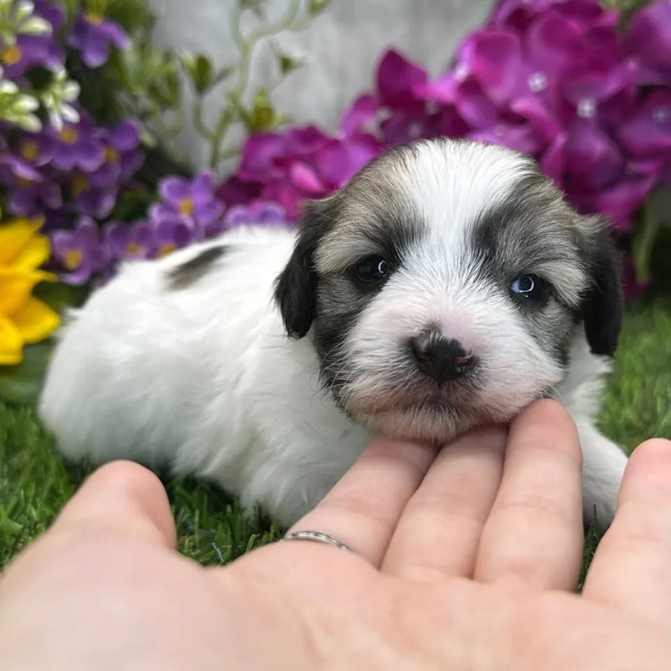 Bronx — Coton de Tulear puppy for sale (photo 3)