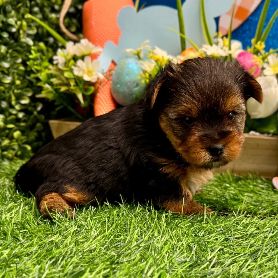 Remy — Yorkshire Terrier puppy for sale (photo 2)
