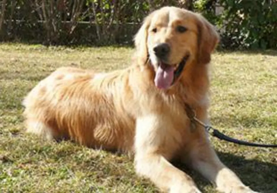 Best Family Dogs in the UK: How to Choose the Right Breed