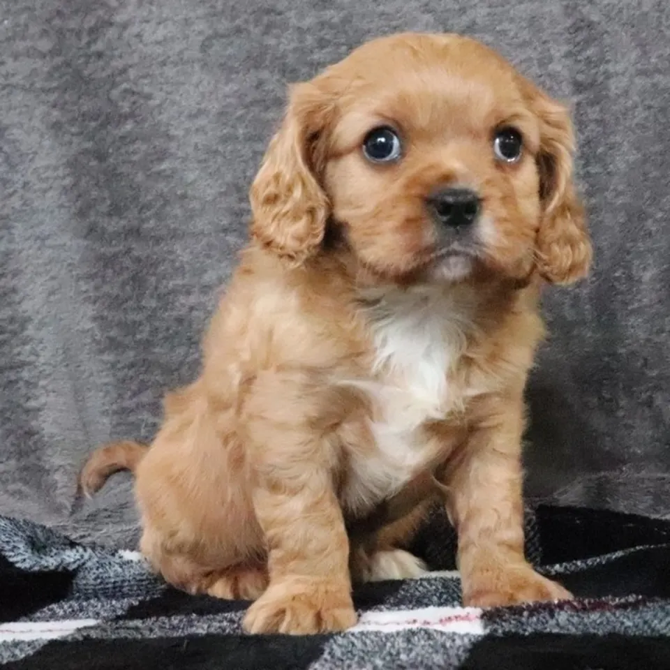 Jack — Cavalier King Charles Spaniel puppy for sale (photo 3)