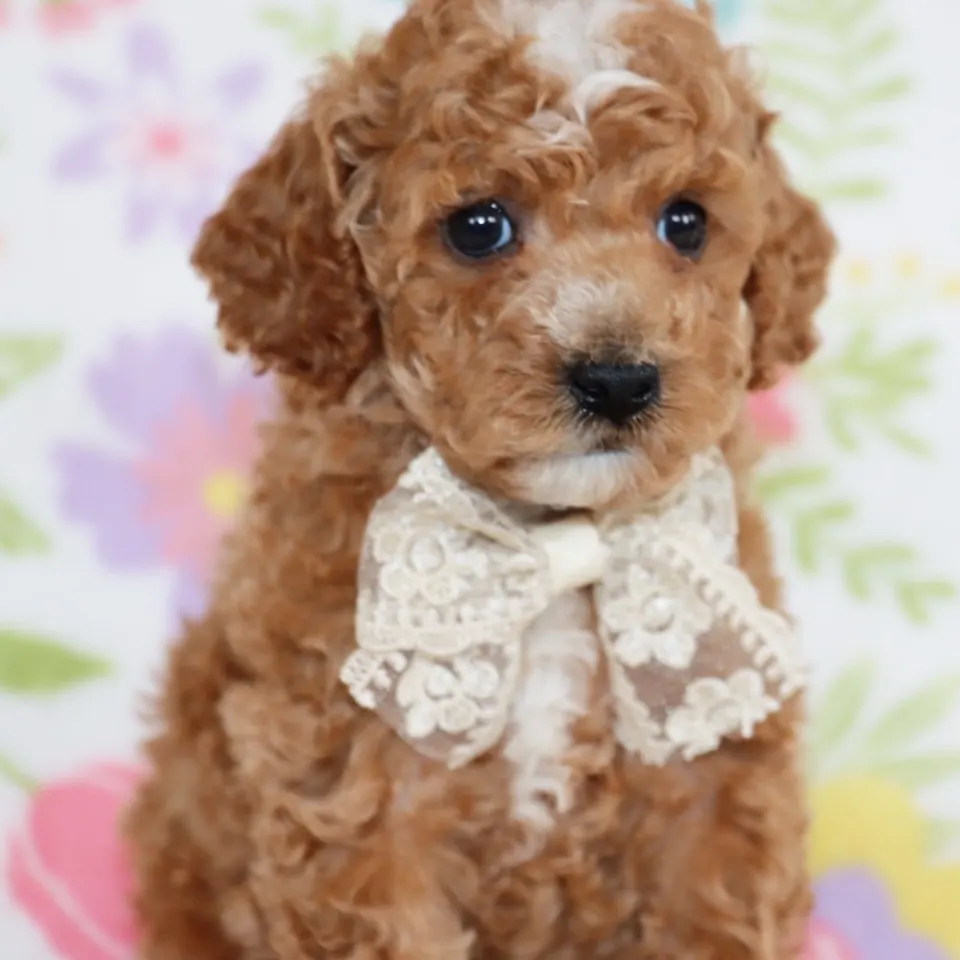 Dandy — Poodle puppy for sale (photo 2)