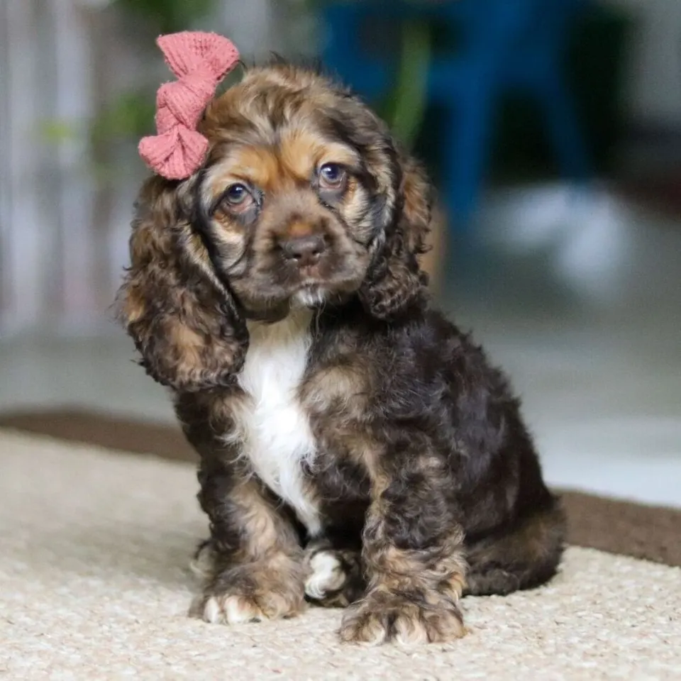 Bailey — Cocker Spaniel puppy for sale (photo 3)