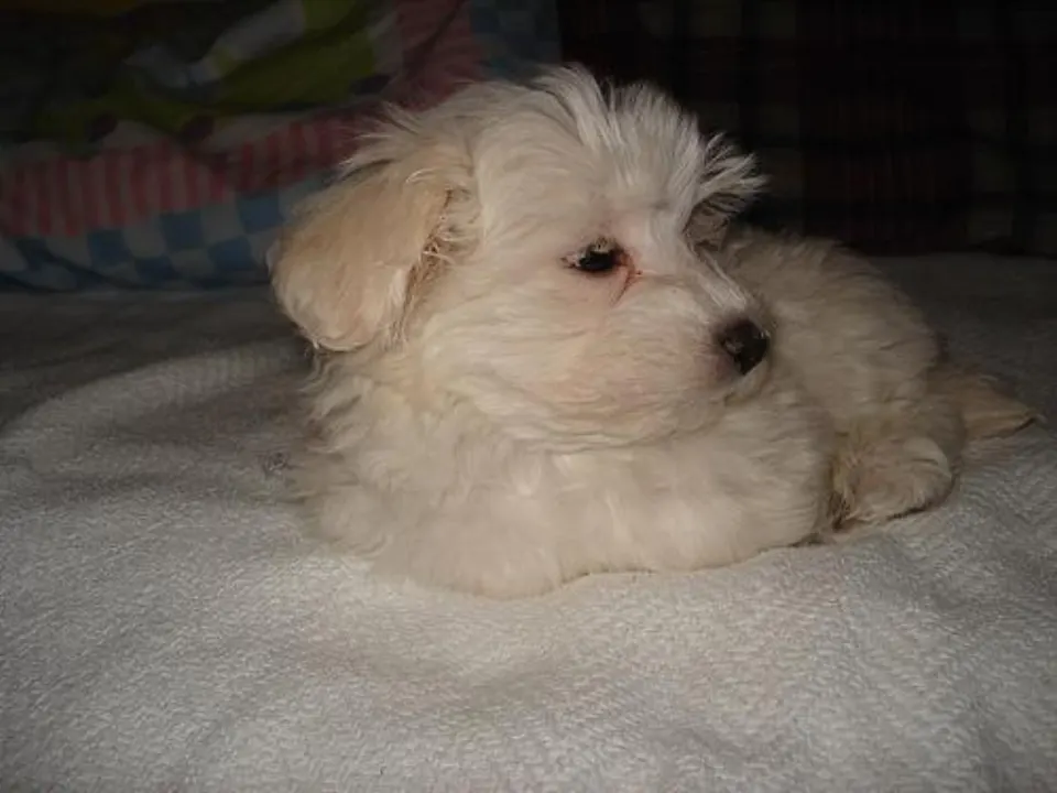 Coop — Maltipoo puppy for sale (photo 4)