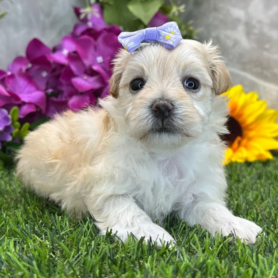 Whimsy — Maltipoo puppy for sale (photo 3)