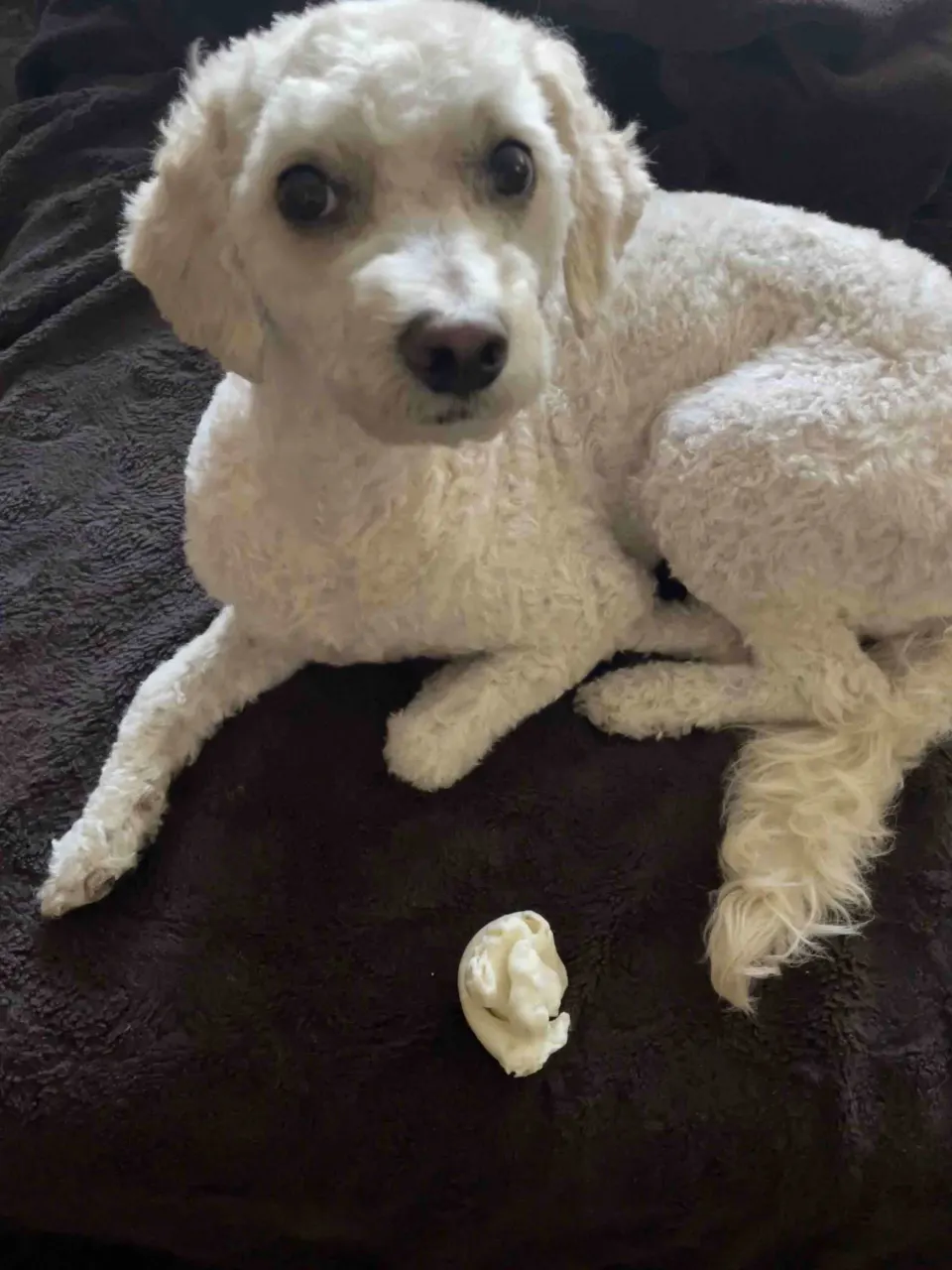 Mac — Cavapoo puppy for sale (photo 2)