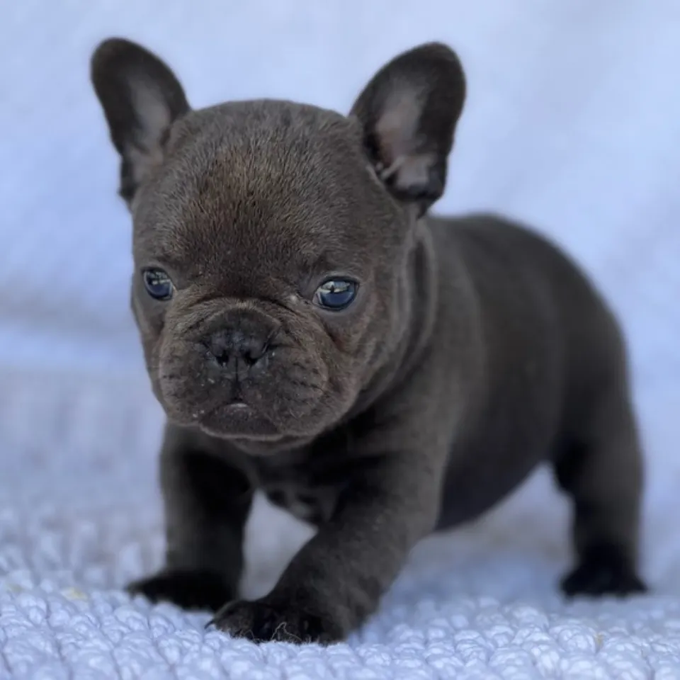 Asher — French Bulldog puppy for sale