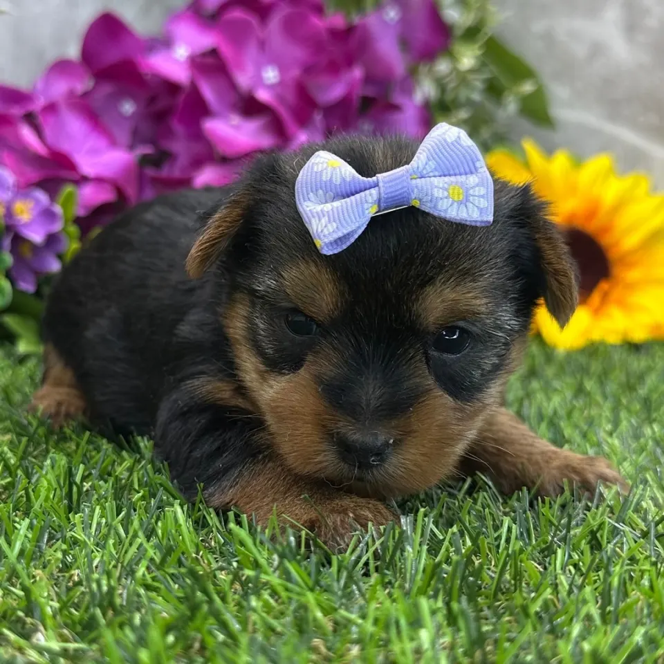 Angelica — Yorkshire Terrier puppy for sale (photo 2)
