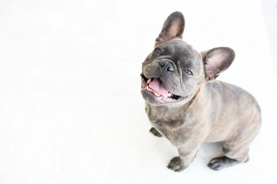 French Bulldog puppies for sale