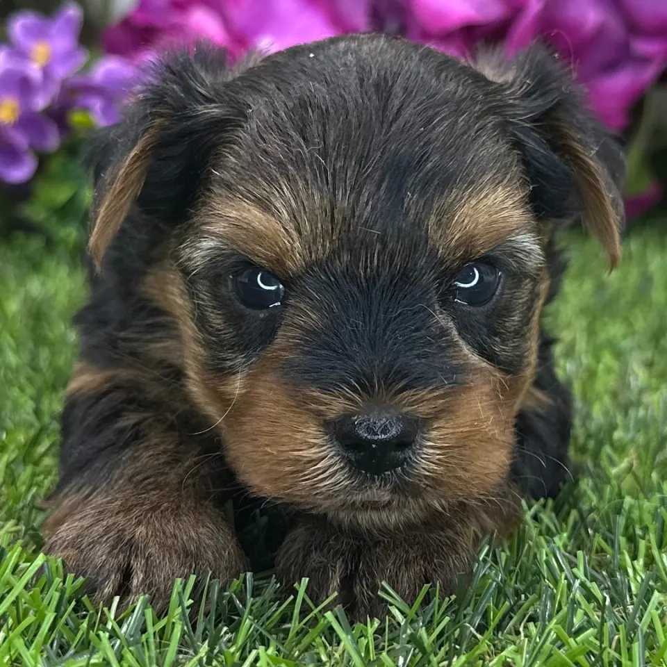 Vance — Yorkshire Terrier puppy for sale (photo 2)